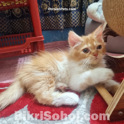 persian male cat kitten